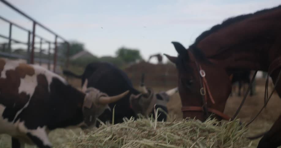 Horse and cows feeding in the farm