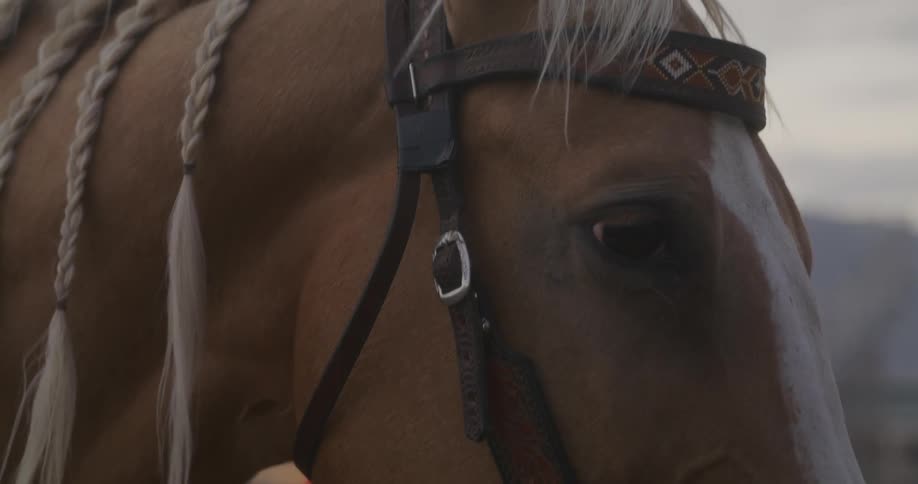 A brown horse with a braided mane