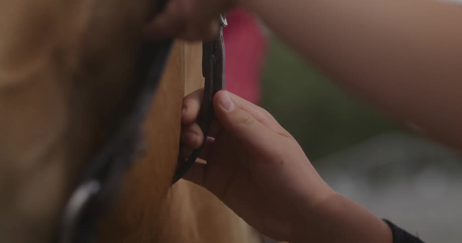 A person adjusting the reins on a horse