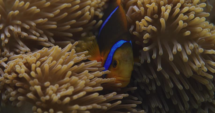 Close up on a fish coming out of a coral
