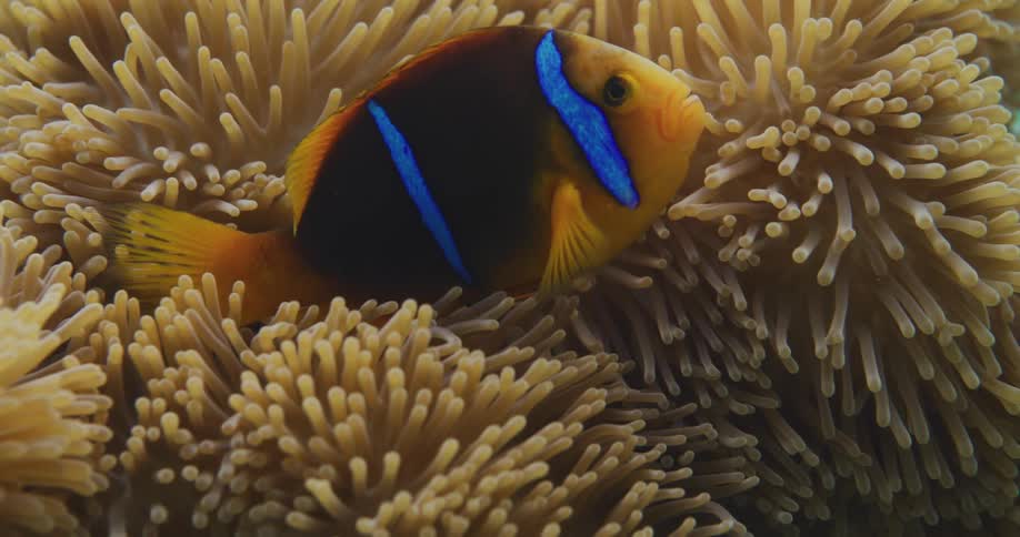 A colorful fish swimming around an anemone