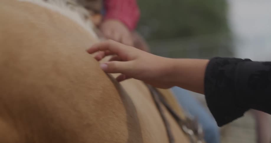 A child pets a horses neck