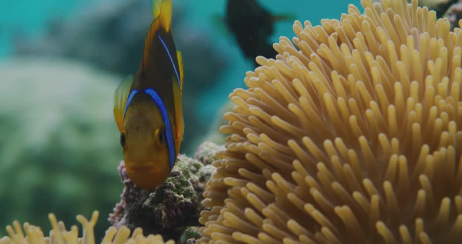 A clownfish swimming among seaweed and reefs