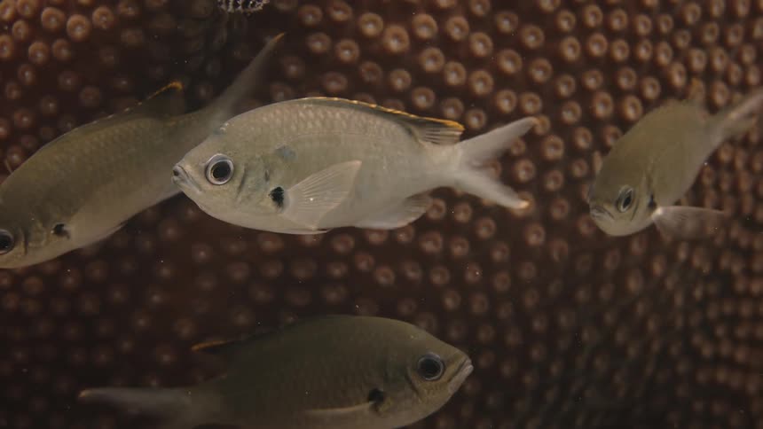 Small fish swim around the coral reef