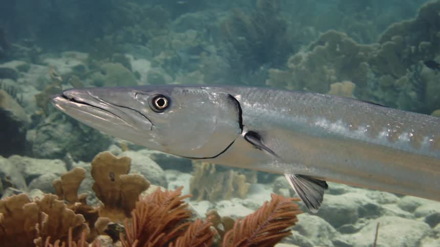 Long and silvery fish swimming in the sea among the reefs