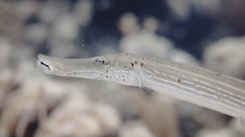 Elongated striped fish swims near seafloor