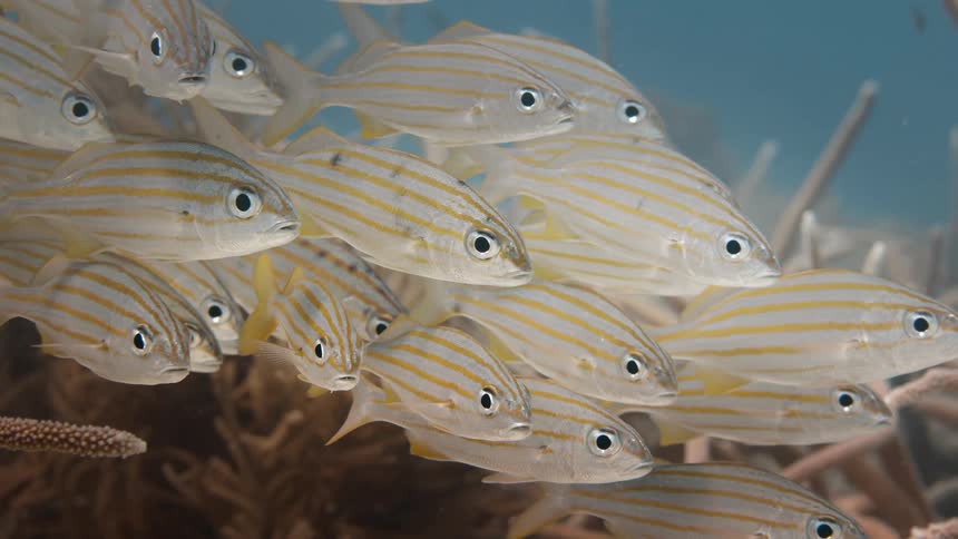 Striped schools swimming slowly in the ocean