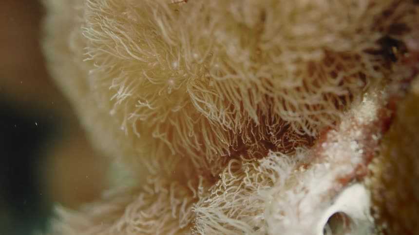 Anemones moving underwater