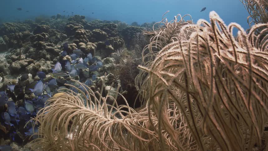 Fish swimming together among corals and reefs
