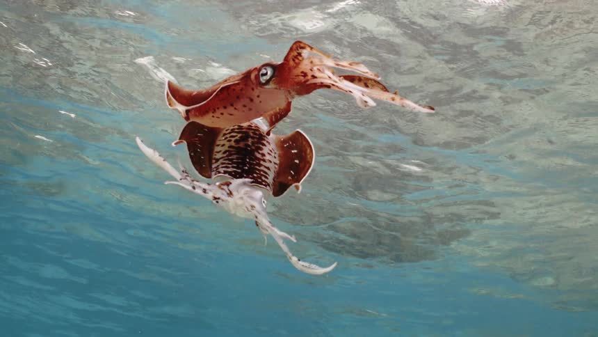 A couple tropical squids swimming near the surface