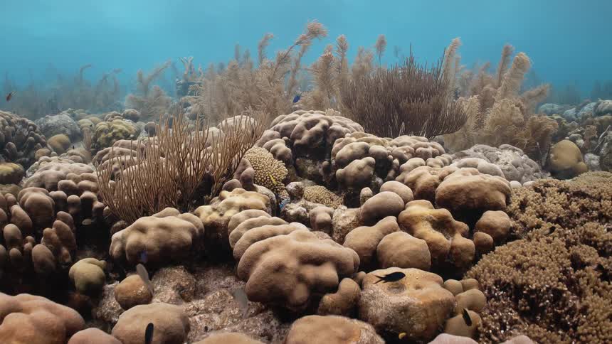 Fish swiming under the sea close to the ocean floor with coral reef