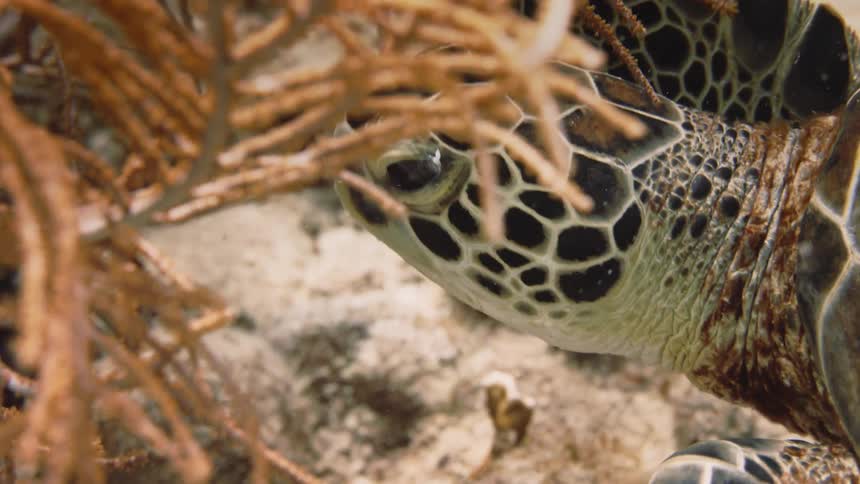 A turtle is swimming on the ocean floor