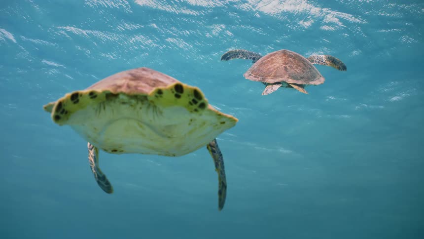 Turtles swimming in the midst of the blue sea with sunlight reflection