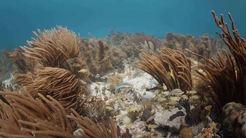 Deep under the ocean fishes swim around a reef