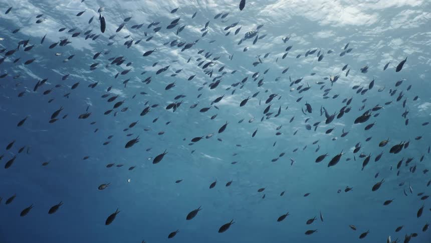 A shoal of fish swimming in the ocean