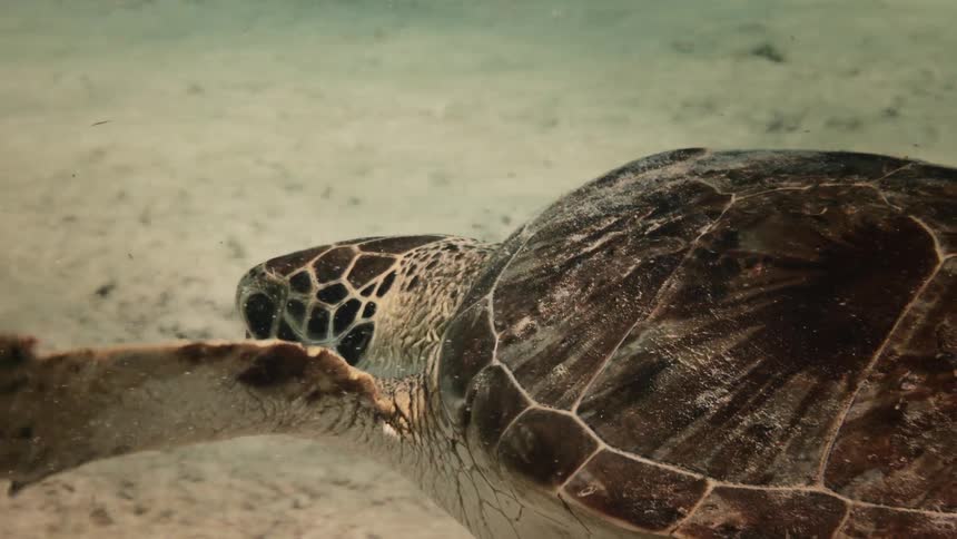 A turtle swimming underwater