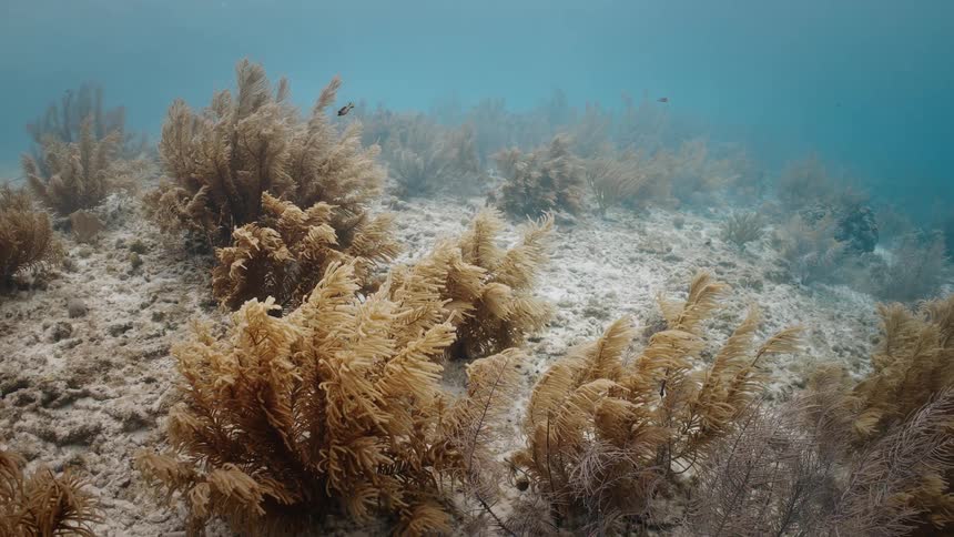 A plant deep under the ocean