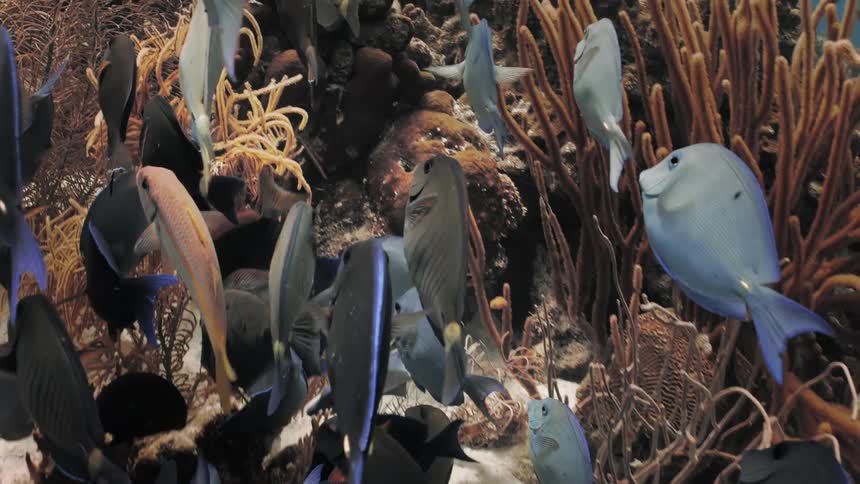 Shoal of tropical fish swimming over a coral reef