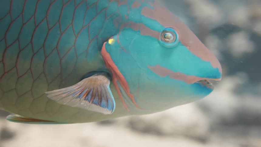 A blue and grey fish swimming