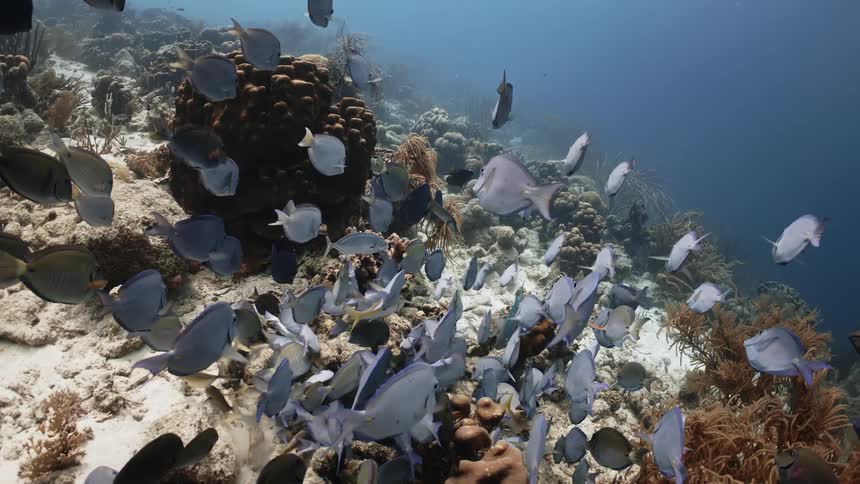 Fish in the depths of the sea swimming above a reef