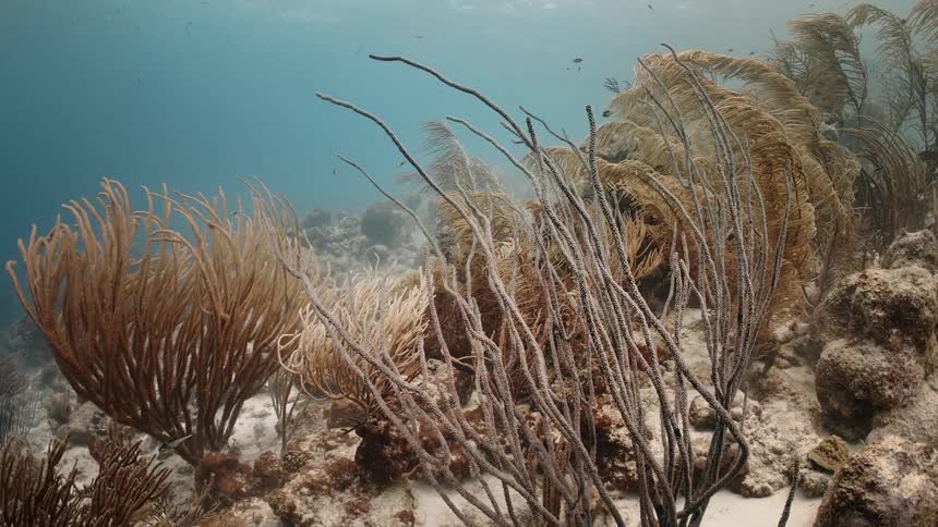 A clip of marine life under the sea