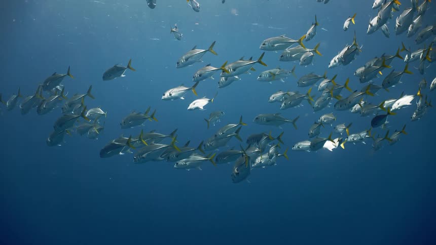 Fish inside the sea swimming together