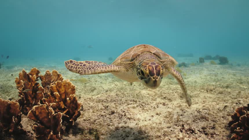 Sea turtle swimming at the bottom of the sea