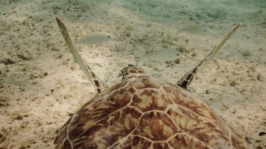 A turtle swimming on the bottom of the sea and some fish next to it