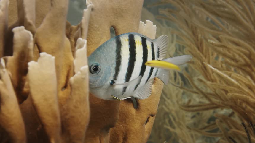 A silver fish with black spots swimming in the sea