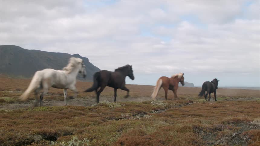 Four horses trotting across the wilderness