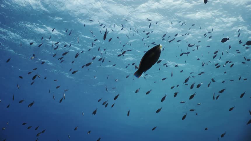 The fish swim together underwater