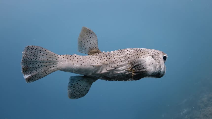 A fish swimming deep under the ocean