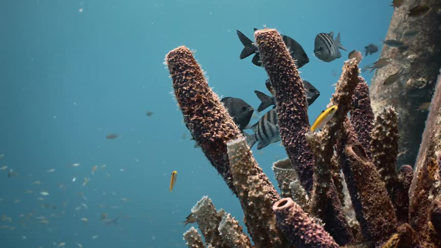 Fish swimming around a coral reef