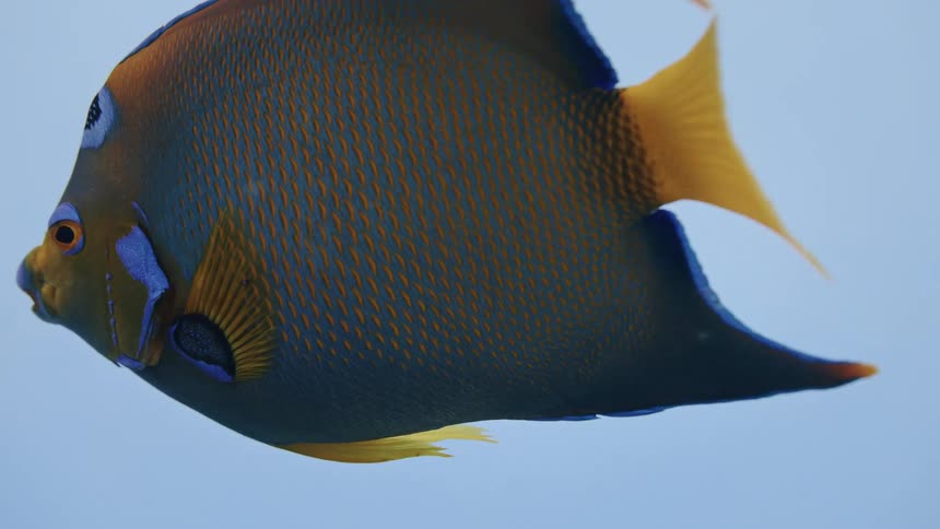 A close up clip of a fish