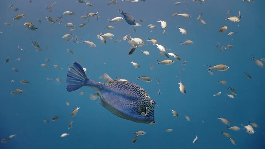 A big fish swimming in small schools in the ocean