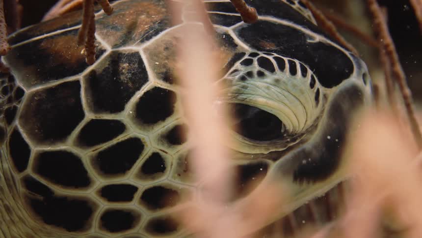 Underwater close up of the head of a sea turtle