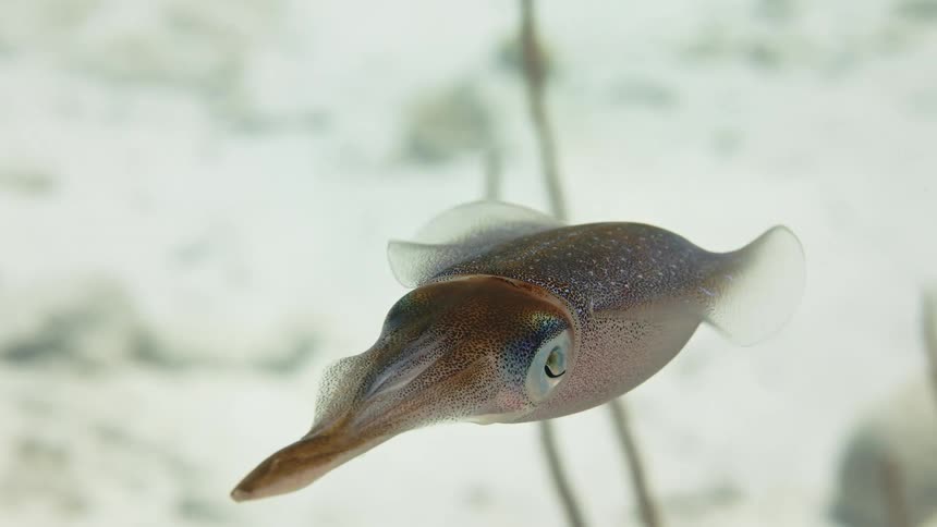 Close up of a squid swimming in the ocean