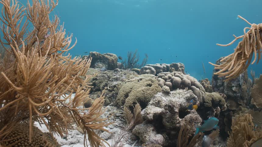 View from inside the sea at a reef with coral and fish