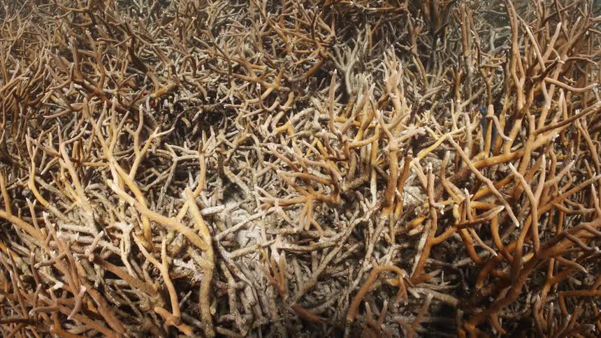A view of several brown plants underwater and some fish swimming around