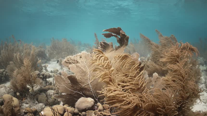 Ocean with coral reef and sunlight