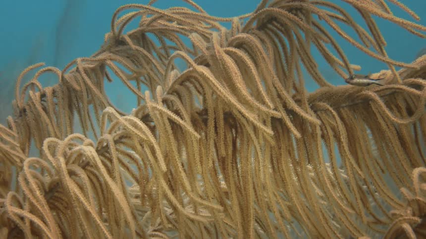 An underwater plant moving around in the ocean