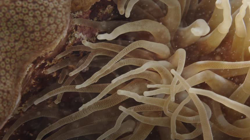 The coral reef sways underwater