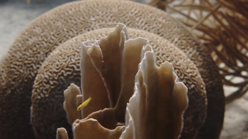 Small yellow fish amid a reef