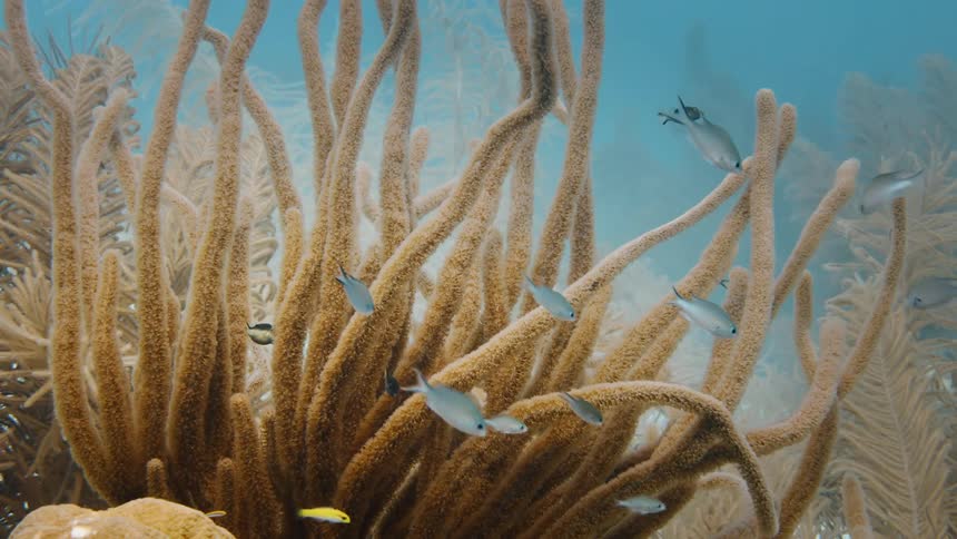 A group of tiny fish swim underwater scattered around kelp and coral