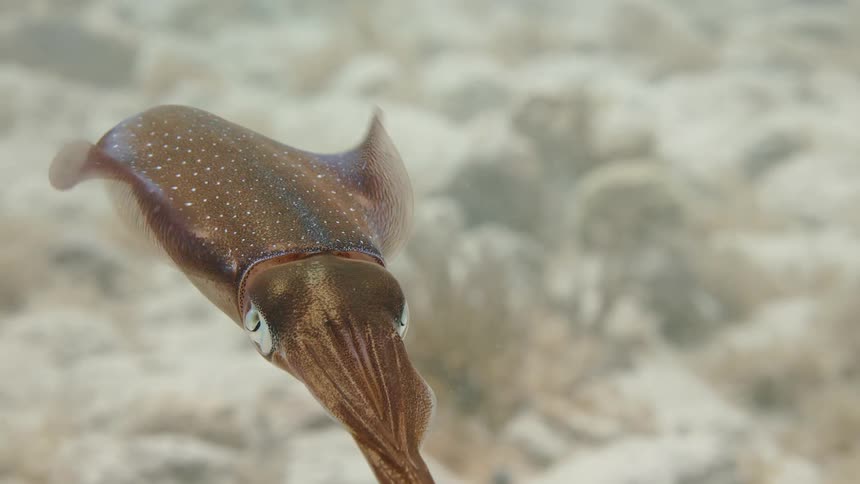 Tropical squid swimming over a coral reef