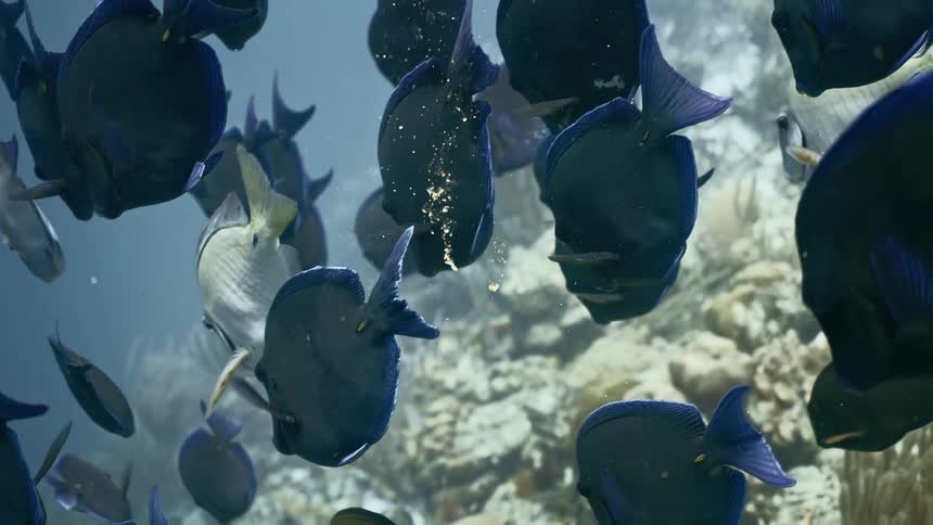 Fish swimming together over a reef