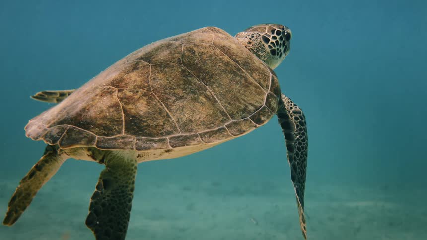 A turtle swimming peacefully at the bottom of the sea