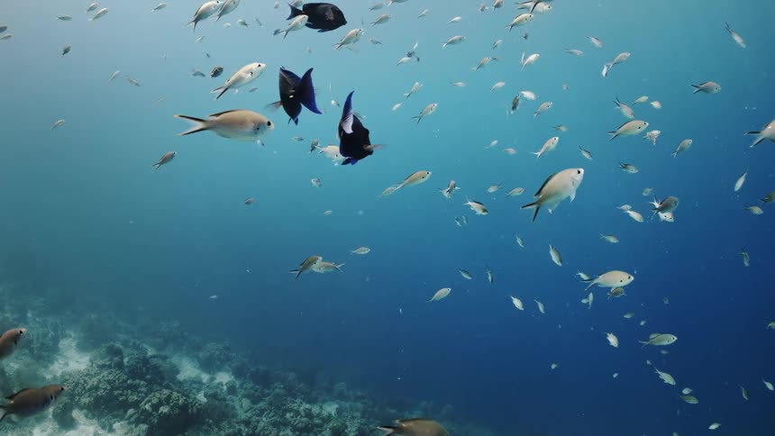 Fish swimming underwater