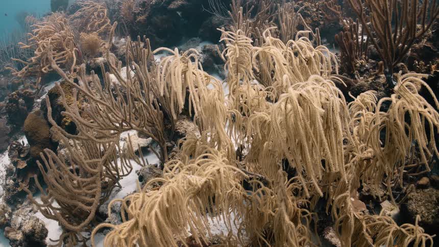 Various plants at the bottom of the sea