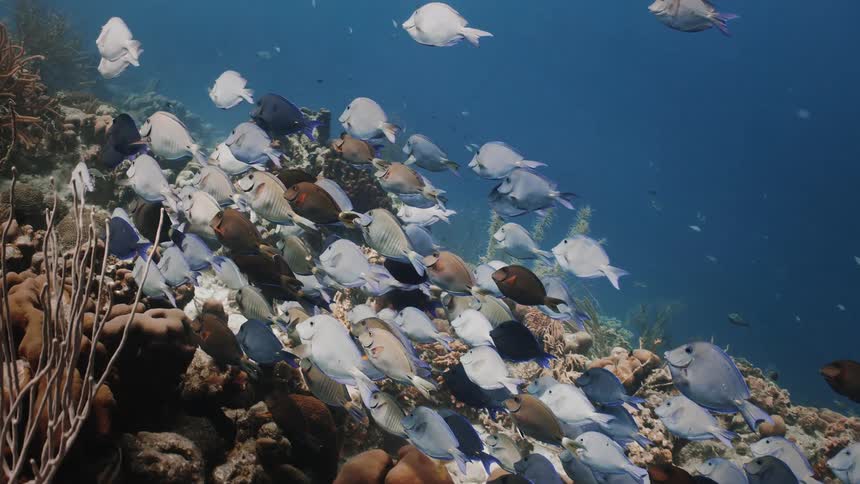 School of variously colored fish swimming together under corals and reefs